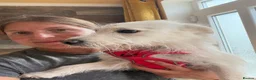 Mixed Breed dogs for adoption: ❤️SNOWY❤️– SMALL, SWEET & SOCIAL GIRL - Advert 11