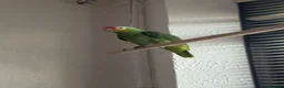 Parrots birds for sale: Amazon Red Lored in Stoke-on-Trent - Advert 2