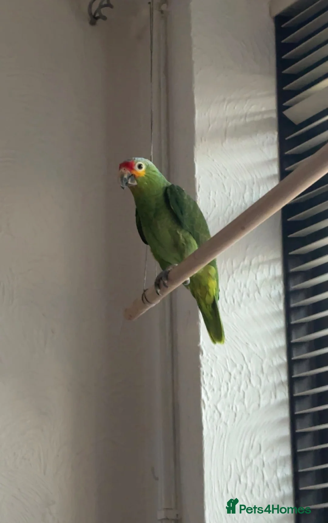 Parrots birds for sale: Amazon Red Lored in Stoke-on-Trent - Advert 2
