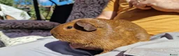 Guinea Pig rodents for sale: California x male 6m ip3 - Advert 4