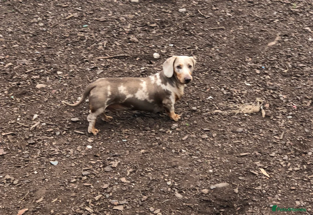 Miniature Dachshund dogs for stud: Handsome Isabella tan miniature dachshund  in Maryport - Advert 10
