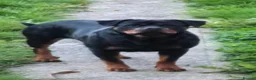 Rottweiler dogs for sale: Pedigree Rottweiler Female 3 Years 3 months old. - Advert 10