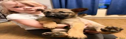 Belgian Shepherd Dog dogs for sale: 3 female Belgian malinois 9 weeks old  - Advert 17