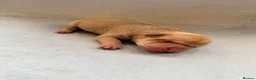 Shar Pei dogs for sale: Sharpei Puppies for sale  - Advert 14