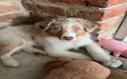 Australian Shepherd dogs for sale: Red Merle Australian Shepherd Puppy - Image 2