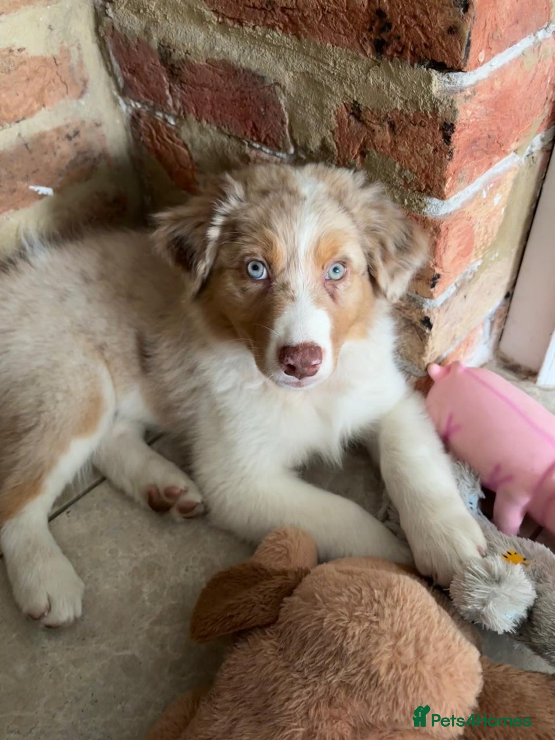 Australian Shepherd dogs for sale: Red Merle Australian Shepherd Puppy - Image 2