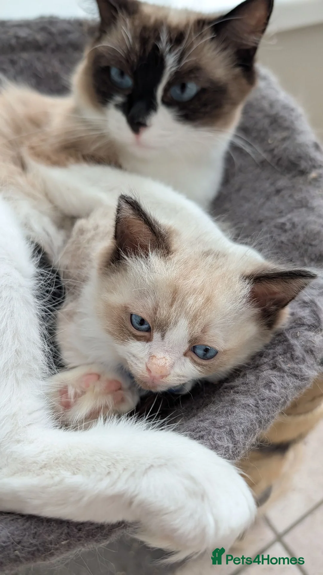 Ragdoll cats for sale: 4 Gorgeous Ragdoll Kittens in Londonderry - Advert 2
