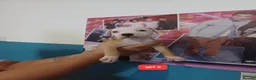 Staffordshire Bull Terrier dogs for sale: Adorable puppy for Staffordshire Bull Terrier - Advert 4