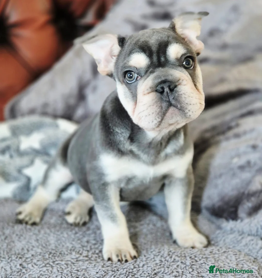 French Bulldog dogs for sale: French bulldog  - Advert 2
