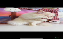 Persian cats for sale: Persian Chinchilla boy Looking for Loving Home - Image 11