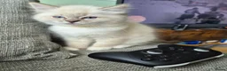 Ragdoll cats for sale: 2 TICA registered Ragdoll Kitten South Lanarkshire - Advert 5