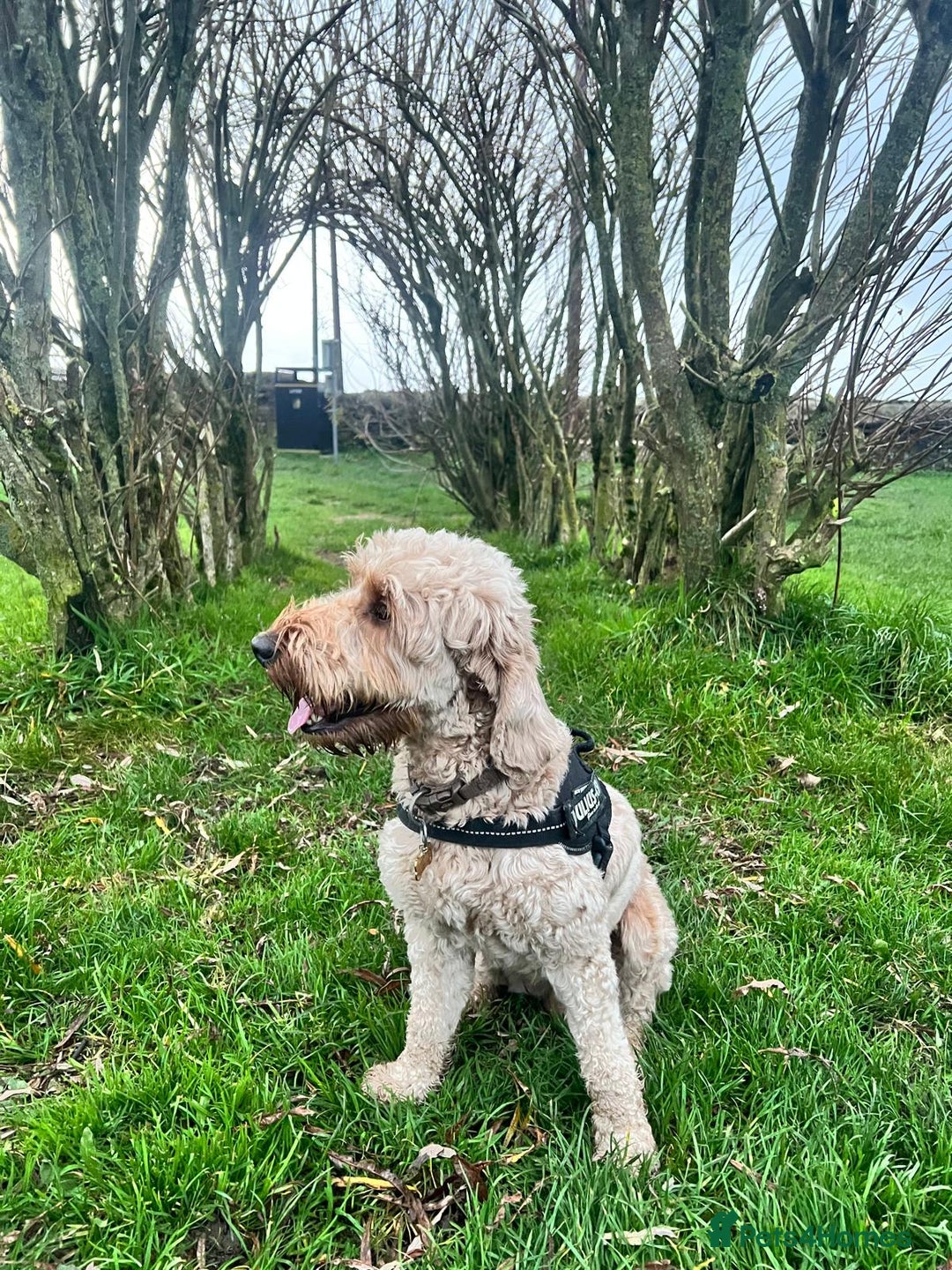 Cockapoo dogs for sale: Male cockapoo for sale  - Advert 2