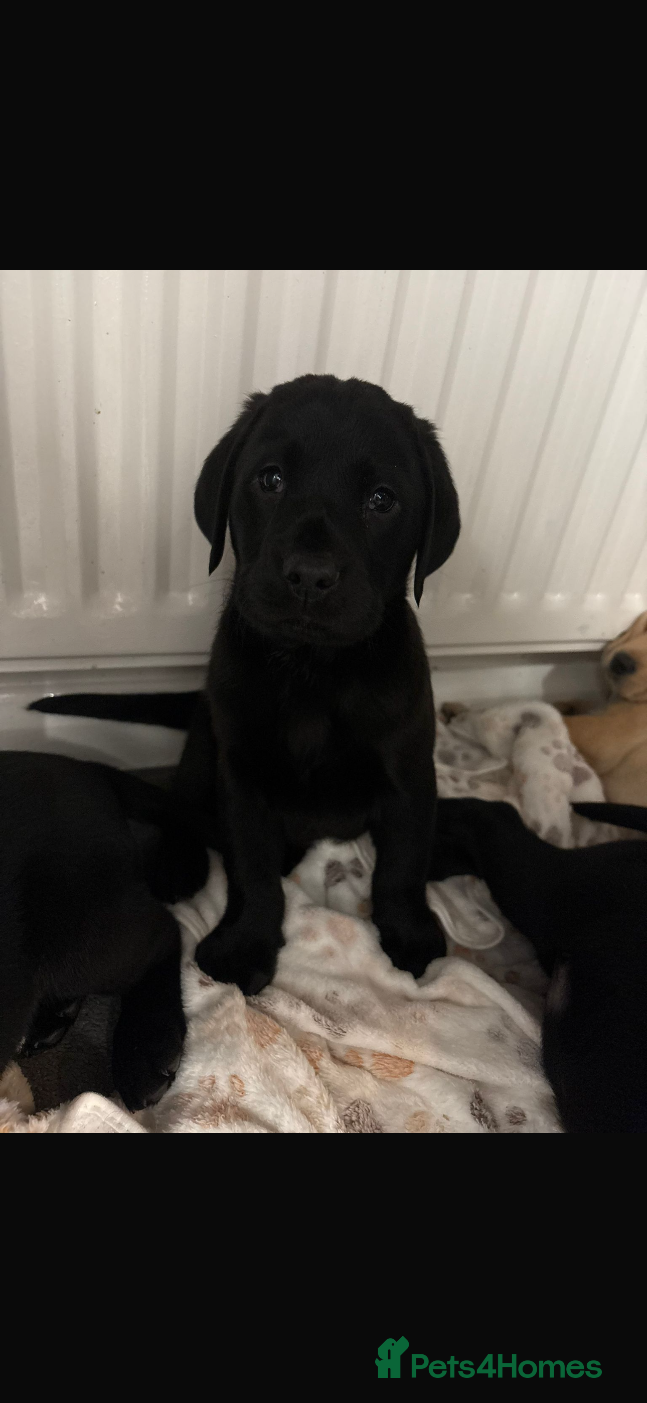 Labrador Retriever dogs Beautiful Labrador puppy’s  - Advert 14