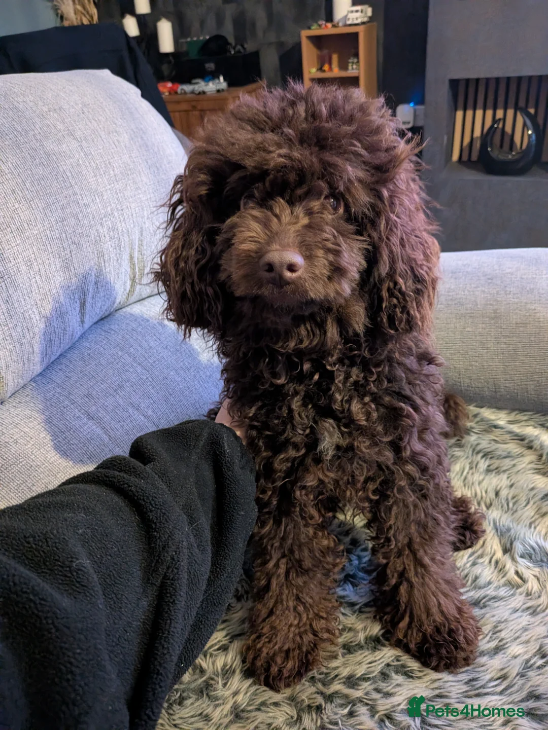 Cockapoo dogs for sale: Cockapoo  - Advert 2