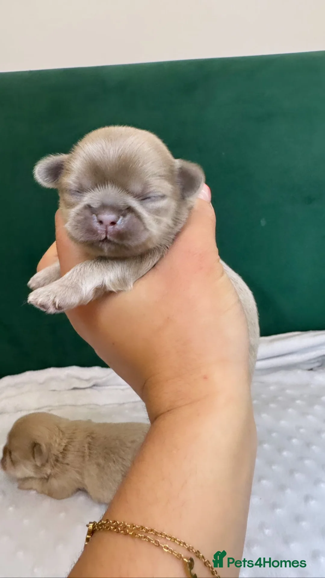 Shih Tzu dogs for stud: LAVENDER Tiniest lavender stud in Wales  in Cardiff - Advert 23