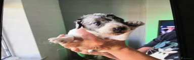 Cockapoo 2
