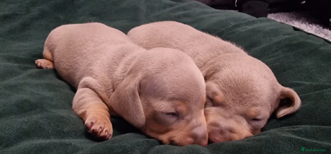 Dachshund dogs for sale: Miniature dachshund puppies ONLY 1 LEFT. - Advert 14