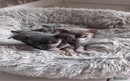 Chihuahua dogs for sale: 2 beautiful chihuahuas  - Image 4
