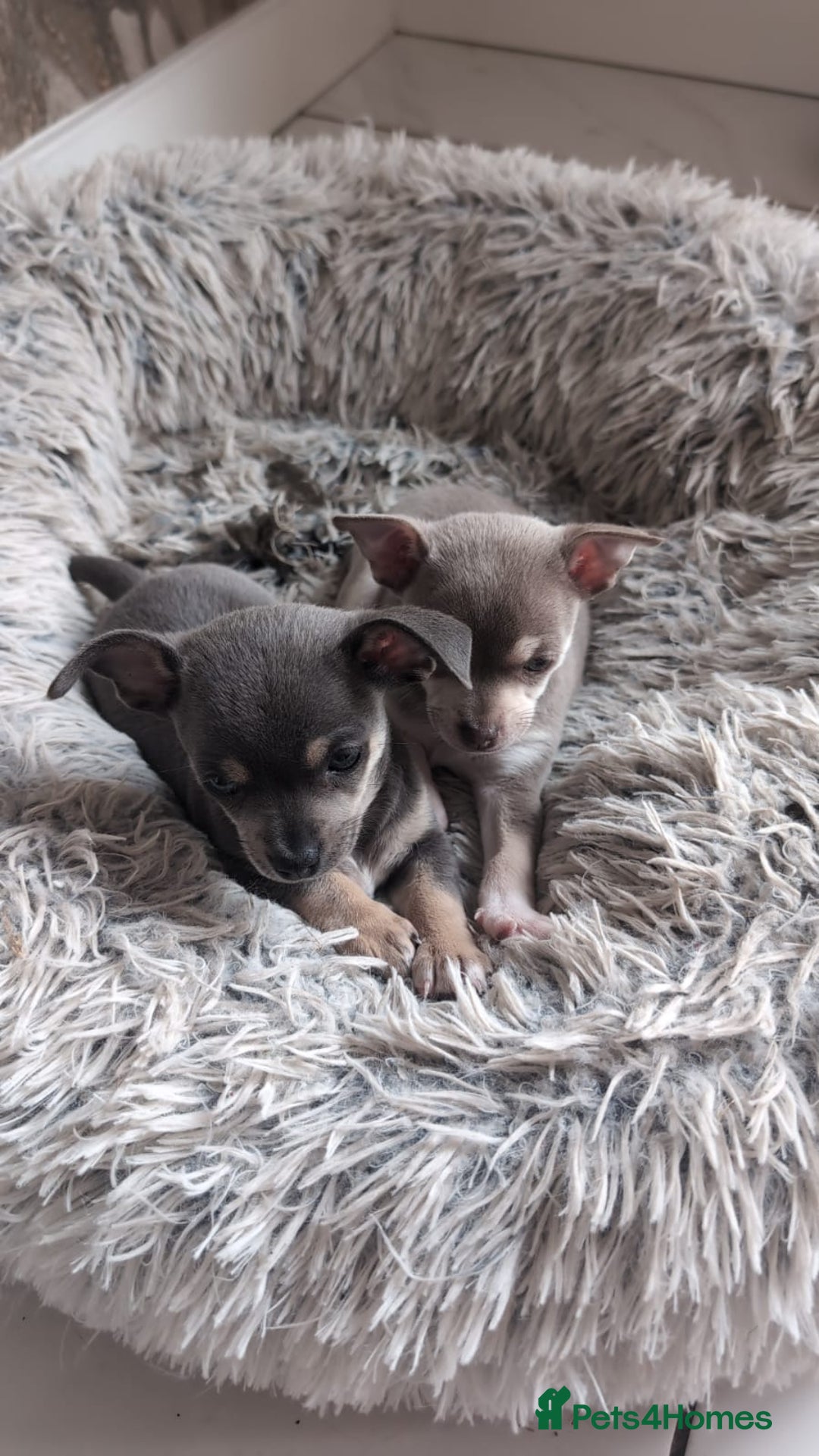 Chihuahua dogs for sale: 2 beautiful chihuahuas  - Image 4