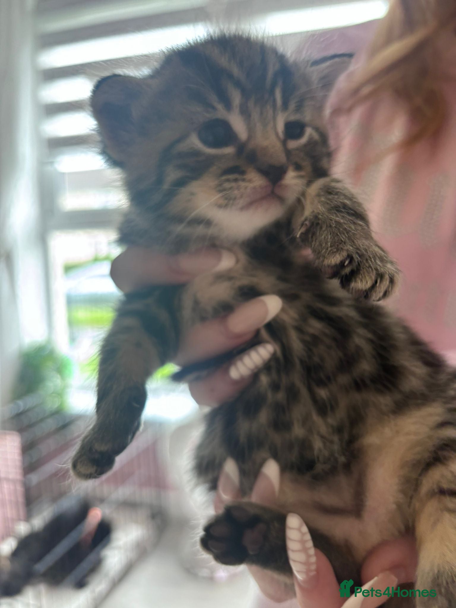 Mixed Breed cats Bengal x mixed litter - Advert 16