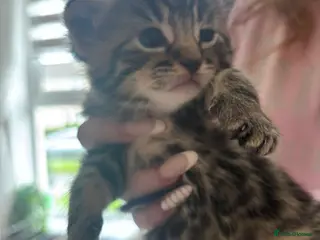 Mixed Breed cats Bengal x mixed litter - Advert 16
