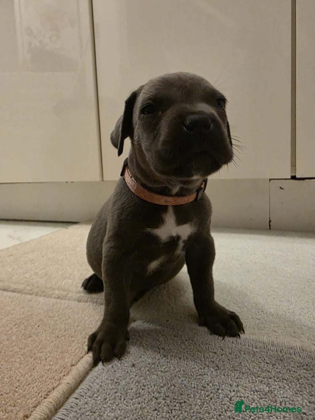 Cane Corso dogs for sale: Ready to leave blue cane corso puppies - Advert 21