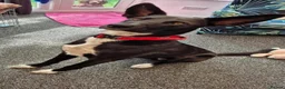 Mixed Breed dogs for adoption: Buddy - Advert 12