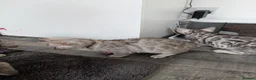 Bengal cats for sale: Beautiful Bengal kittens - Advert 15