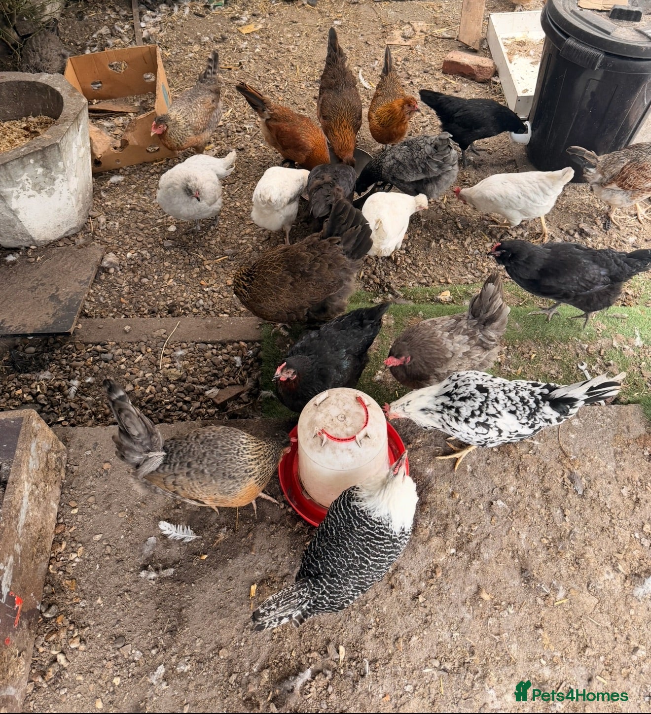 Chickens poultry Egg laying hens and chicks - Advert 1