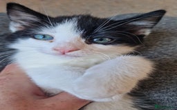 Mixed Breed cats for sale: 9 adorable Disney kitten couples  - Image 35