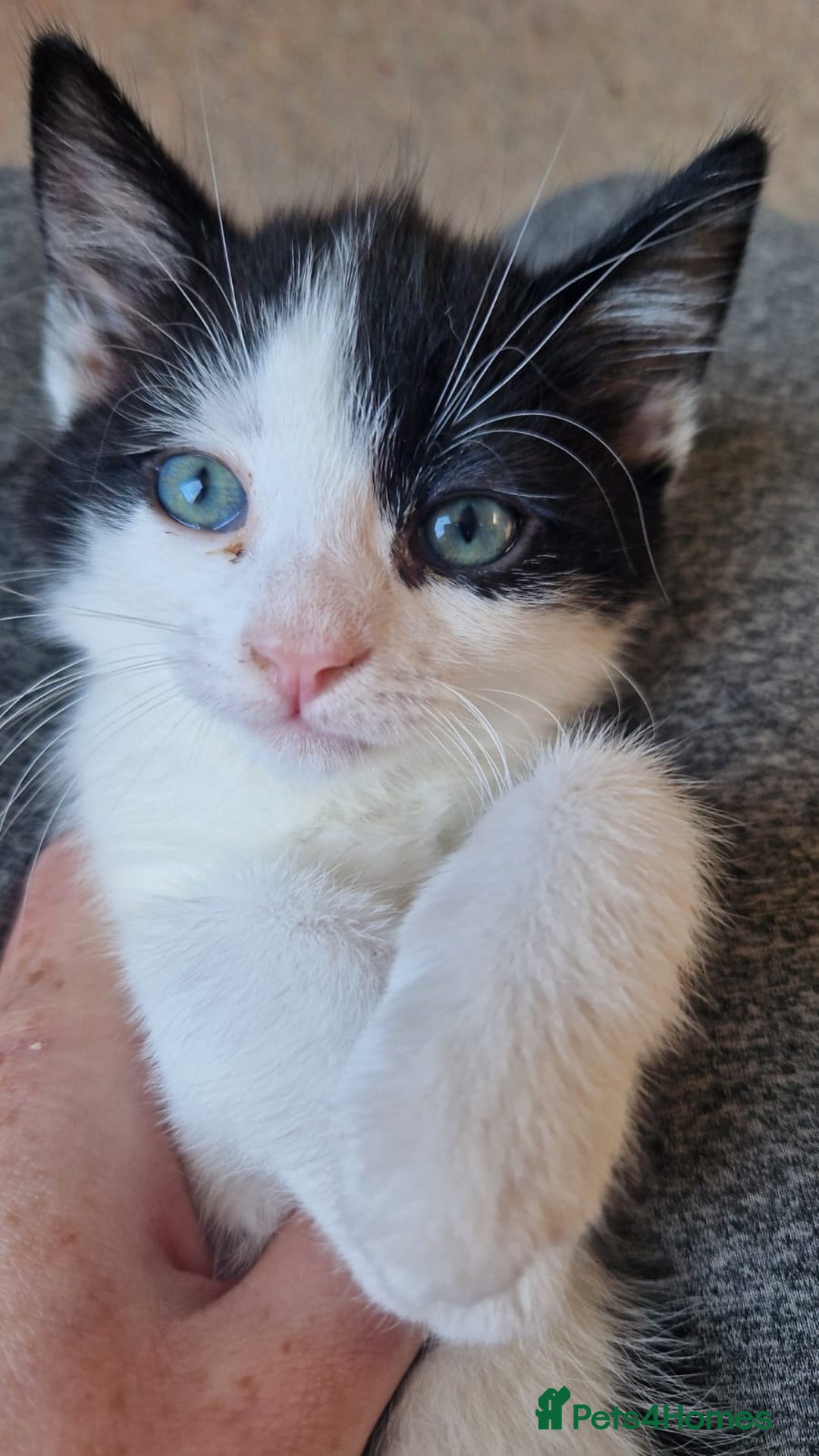 Mixed Breed cats for sale: 9 adorable Disney kitten couples  - Image 35