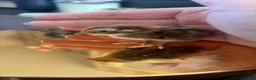 Quail poultry for sale: Coturnix quail chics - Advert 7