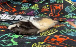 Guinea Pig rodents for sale: 3 baby's for sale - Image 14