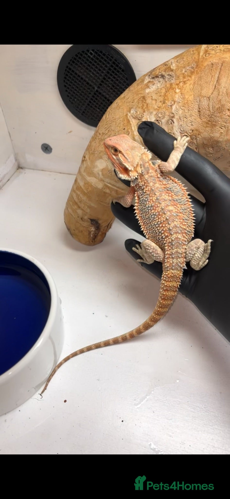 Bearded Dragon reptiles Hypo bearded dragon  - Advert 1