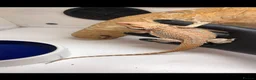Bearded Dragon reptiles for sale: Hypo bearded dragon  in Croydon - Advert 1
