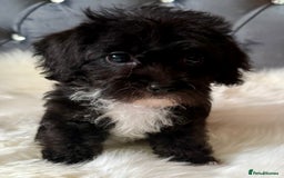 Maltipoo dogs for sale: BEAUTIFUL MALTIPOO PUPPIES READY TO LEAVE!  in Manchester - Image 3