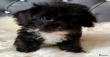 Maltipoo dogs in Manchester - Advert 4