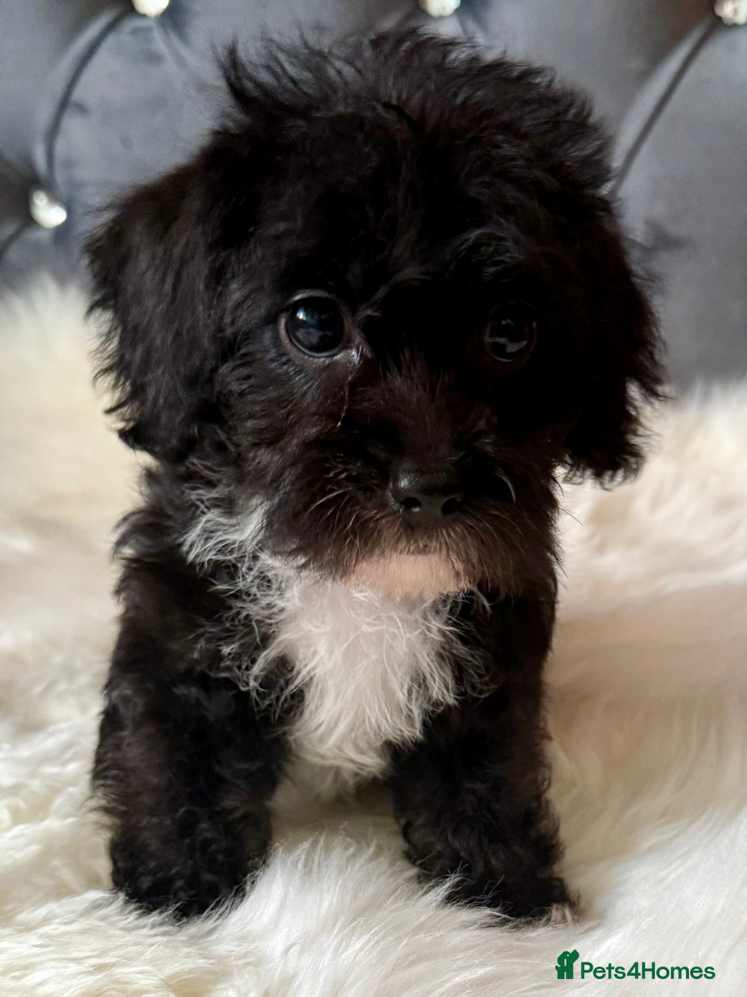 Maltipoo dogs for sale: BEAUTIFUL MALTIPOO PUPPIES READY TO LEAVE!  in Manchester - Image 3