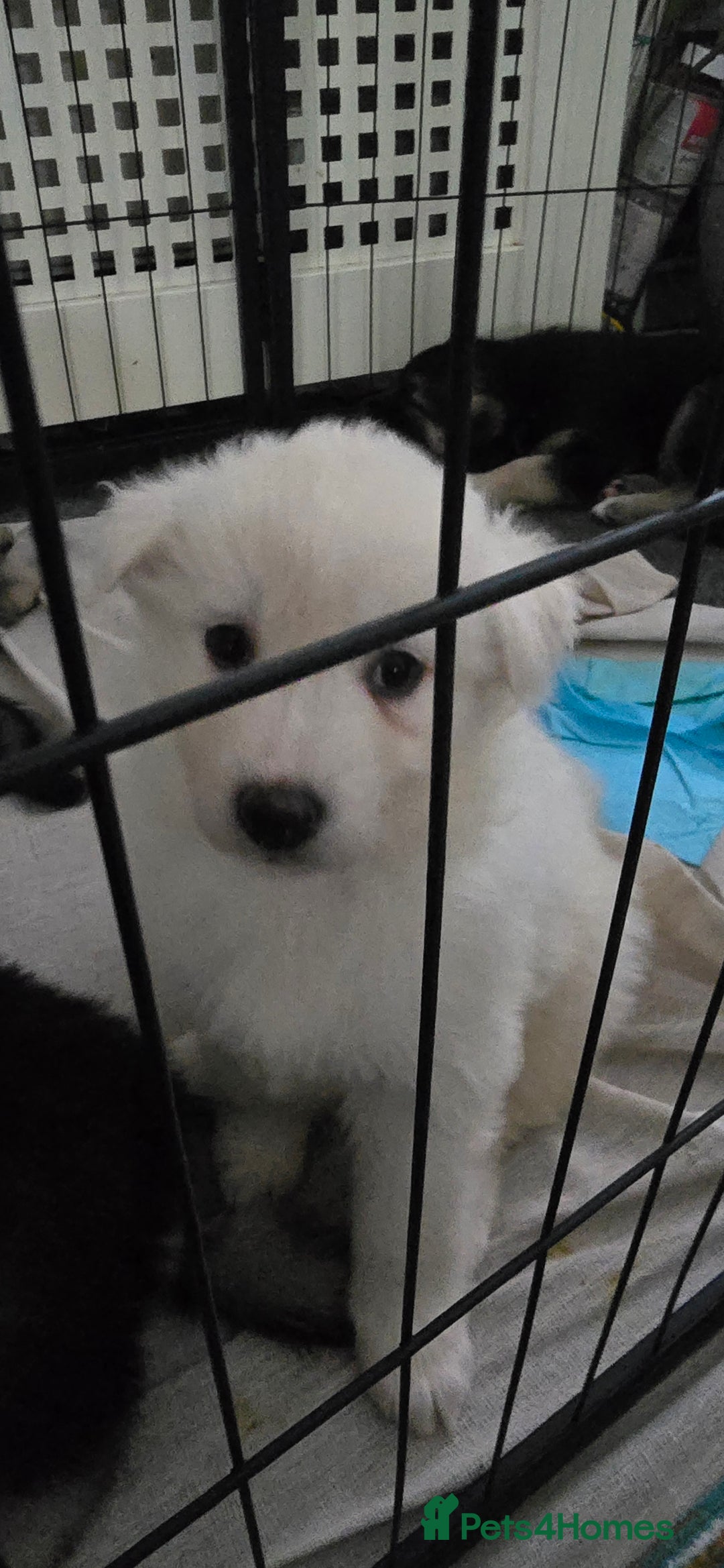 Siberian Husky dogs for sale: Husky pups - Advert 10