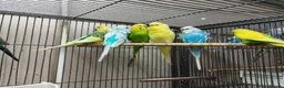 Budgerigars birds for sale: Young budgies for sale - Advert 9