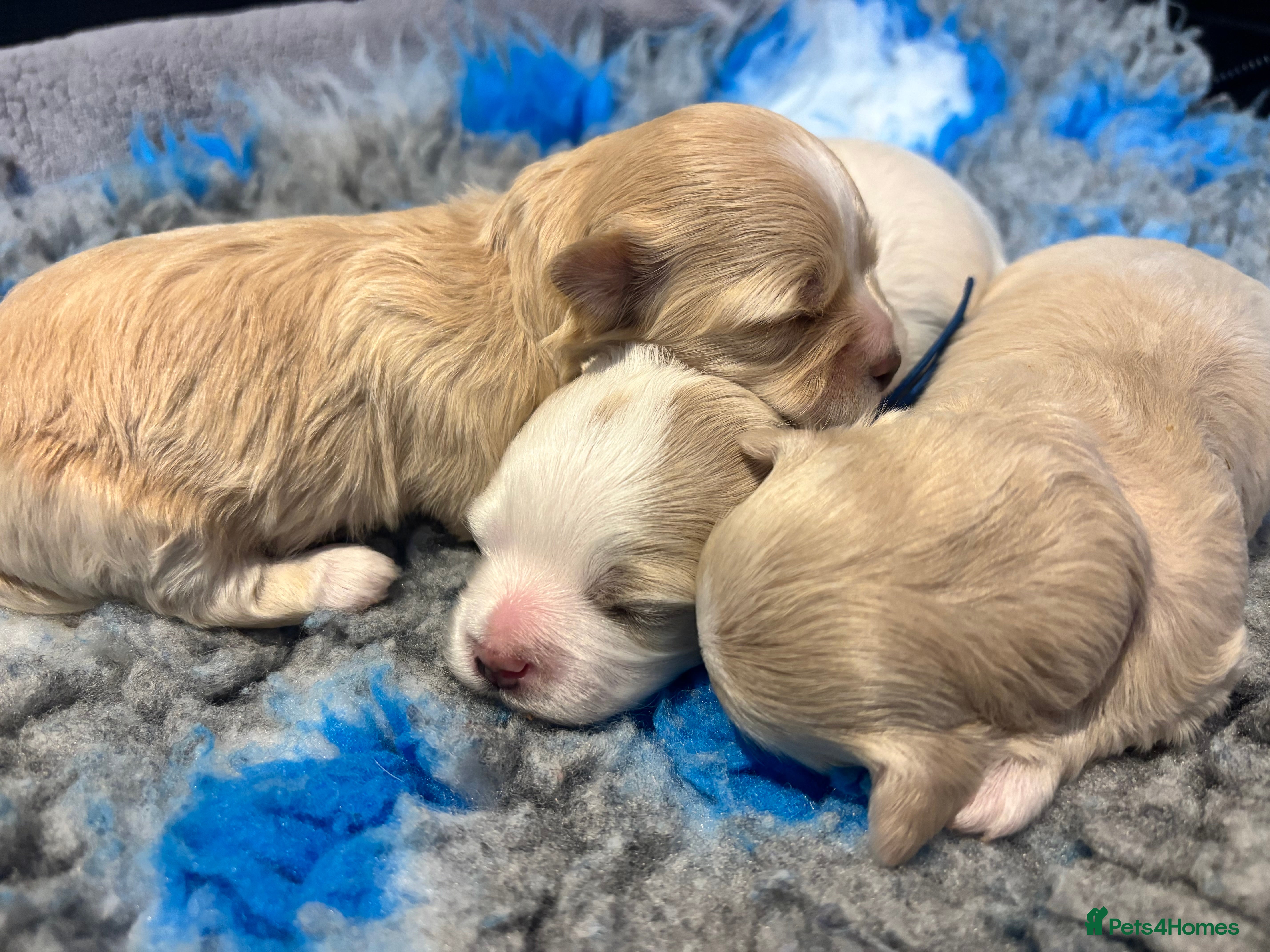 Maltipoo dogs 💞 F1b Toy Maltipoo puppies 💙 - Advert 18