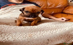 Rhodesian Ridgeback dogs for sale: Lovely Red Wheaten FULLY health tested parents in Pwllheli - Image 22