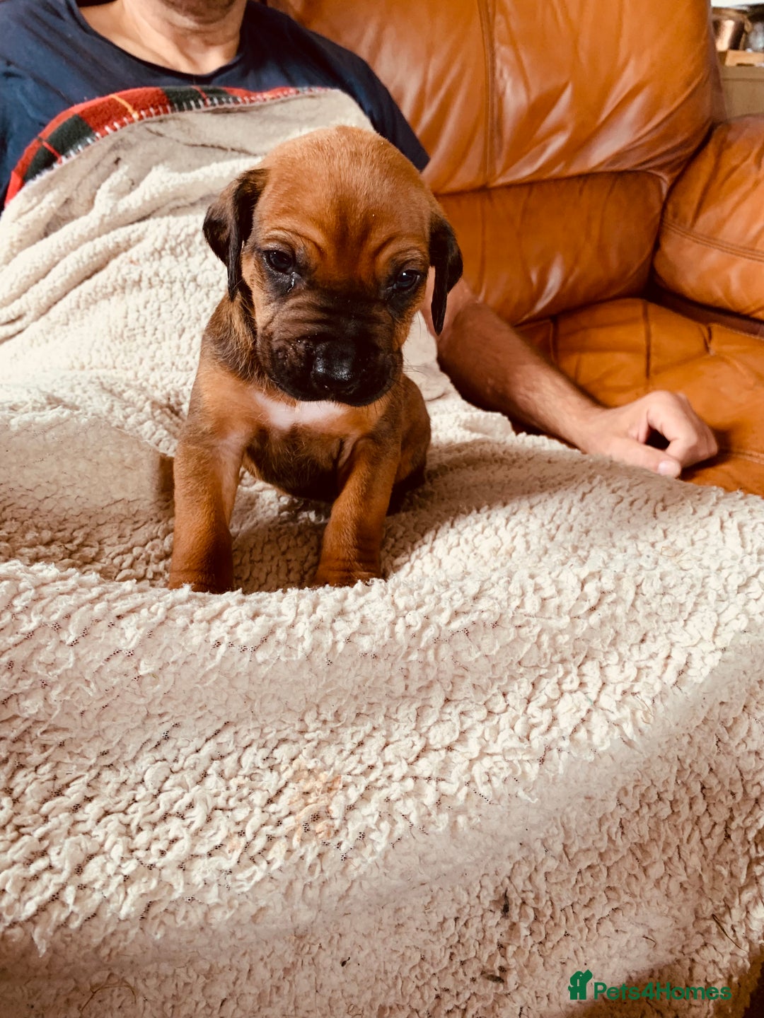 Rhodesian Ridgeback dogs for sale: Lovely Red Wheaten FULLY health tested parents in Pwllheli - Image 22