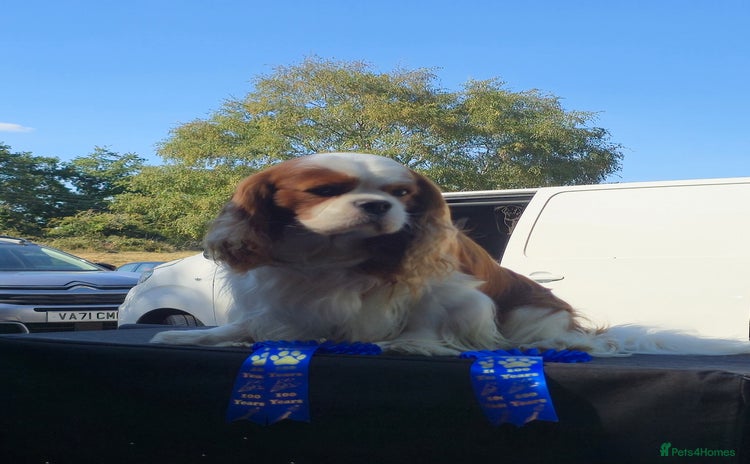 Cavalier King Charles Spaniel dogs in Chesterfield - Advert 2