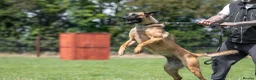 Belgian Shepherd Dog dogs for sale: NVBK bloodline Malinios bitch - Advert 5