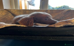 Miniature Dachshund dogs for sale: Miniature dachshund  - Image 13