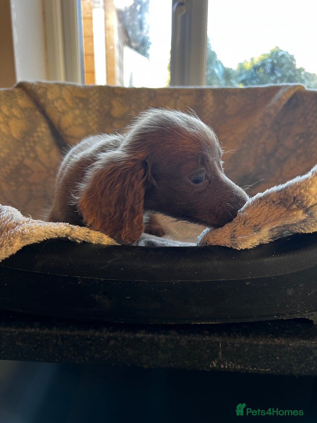 Miniature Dachshund dogs for sale: Miniature dachshund  - Image 13