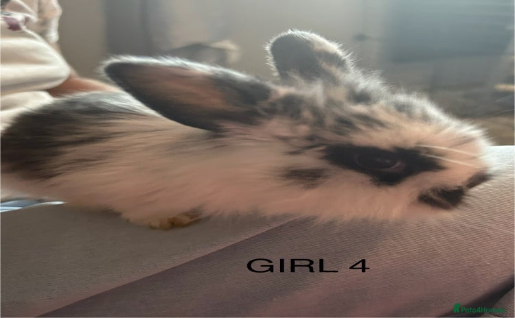 Mixed Breed rabbits - Advert 4