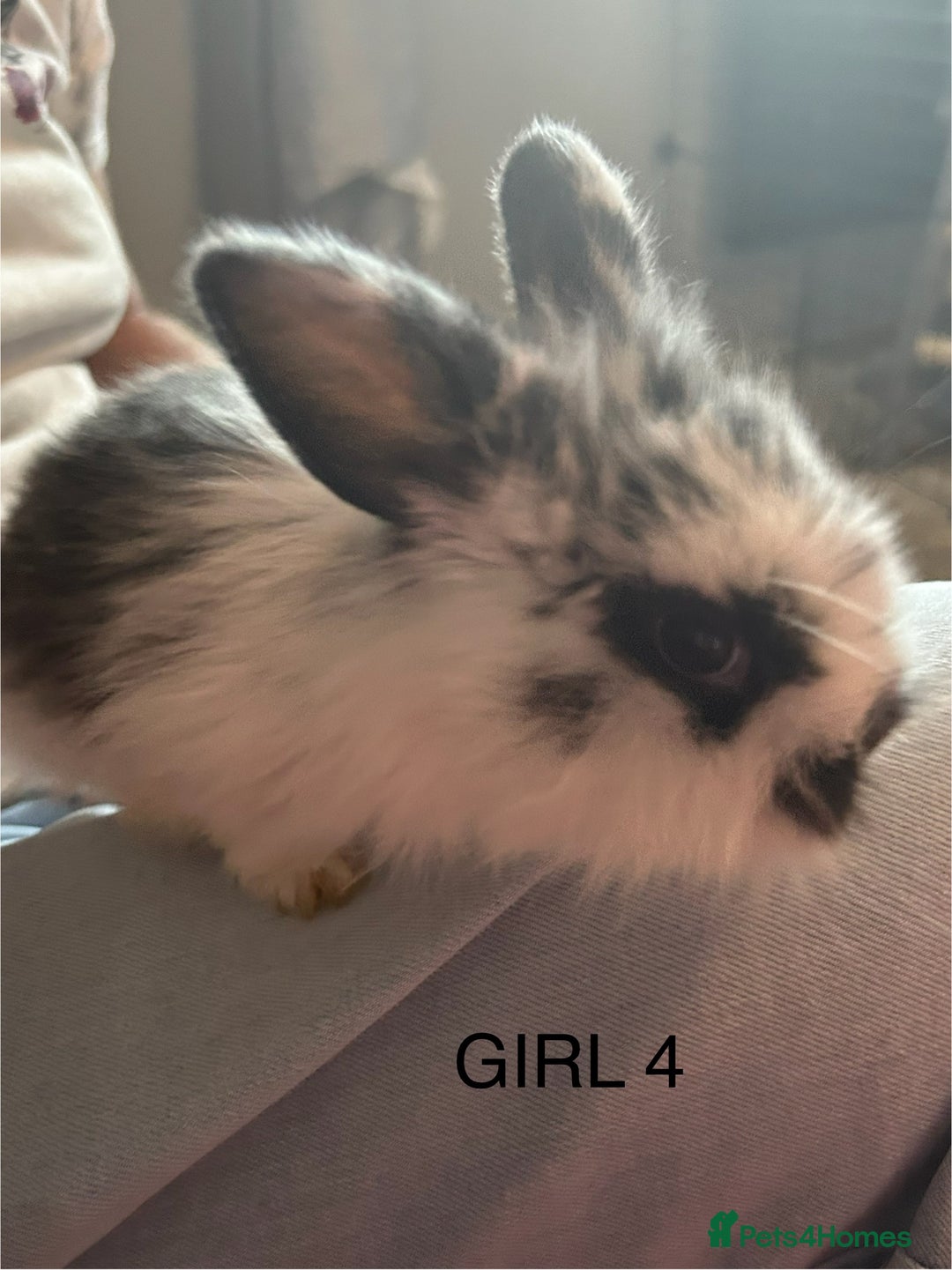 Mixed Breed rabbits for sale: Mixed breed rabbits - Image 1
