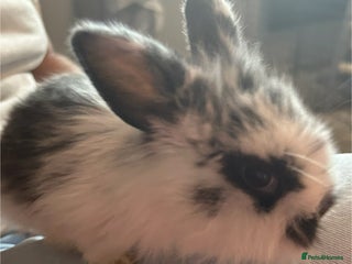 Mixed Breed rabbits - Advert 33